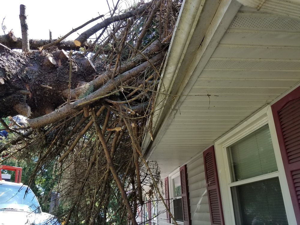 All Photos for O&O Tree Service in Rockford, IL