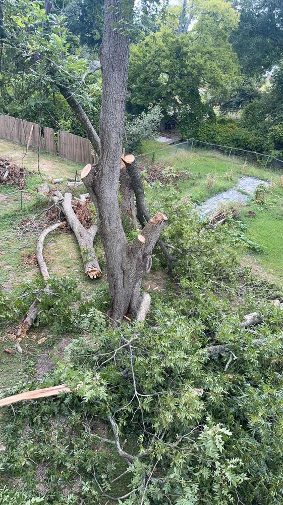 In addition to our top-notch tree services, we also offer a range of other services tailored for homeowners, such as landscaping, yard cleanup, and tree planting. for Morace Tree Service in Natchez,,  MS