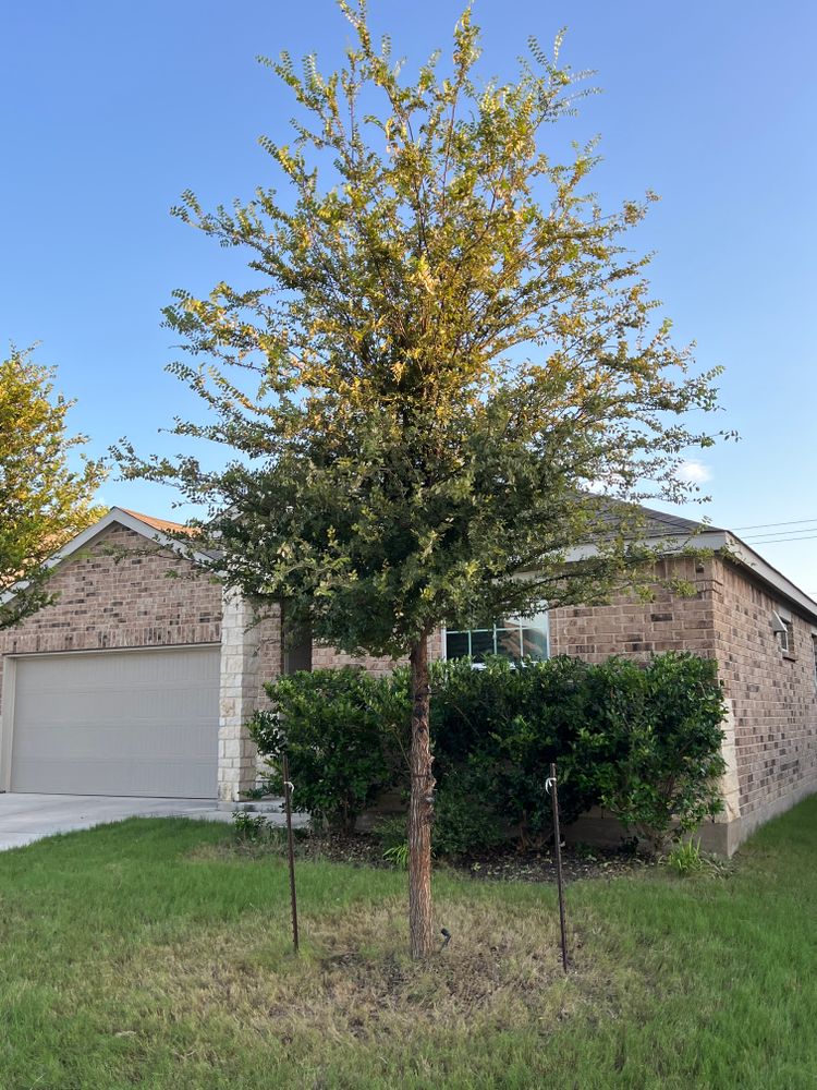 All Photos for DR Landscape in San Antonio, TX