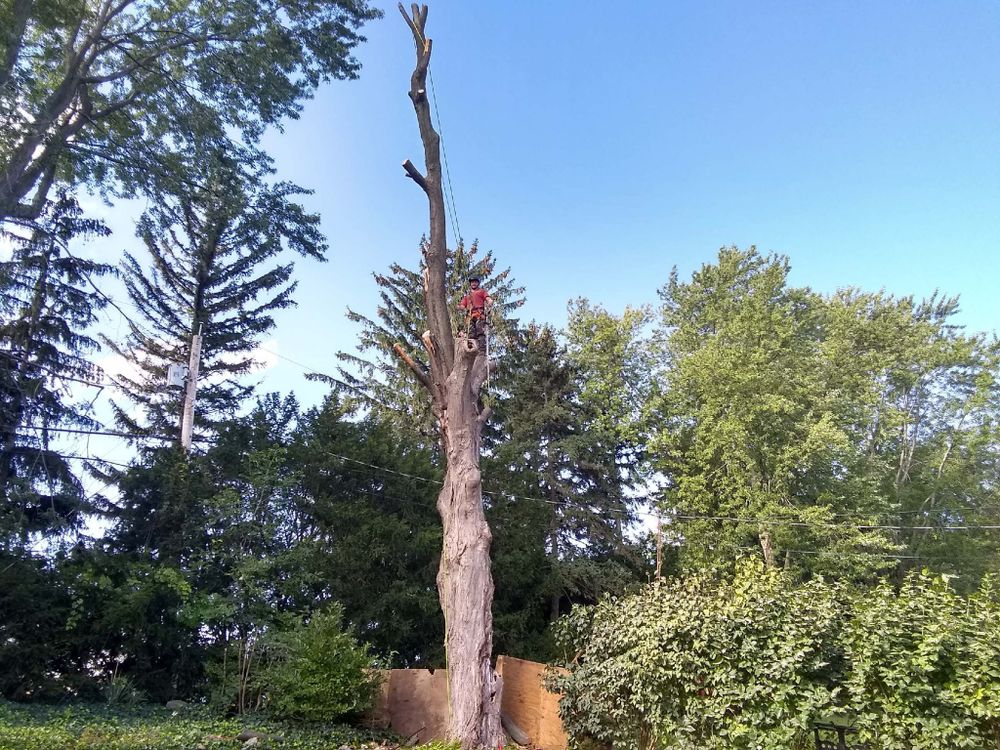 Tree Removal for S.H. Tree Service LLC in Hilton, NY