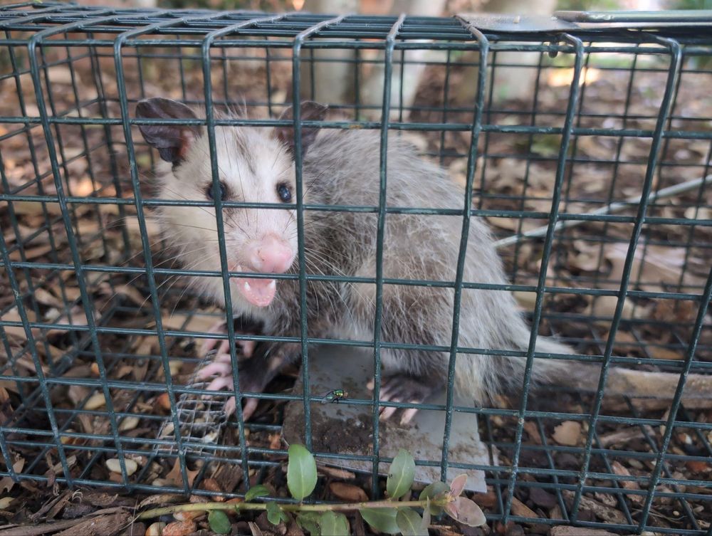 All Photos for Topper's Wildlife Removal in Garland, TX