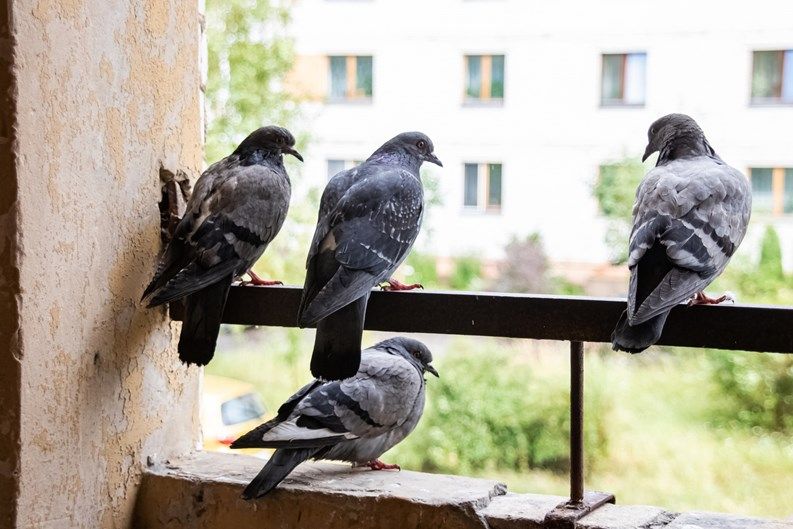 We offer Bird Control services to protect your property from damage and health hazards caused by birds, ensuring a safe and clean environment for you and your family. for Magnolia Wildlife Solutions  in  Collierville, TN