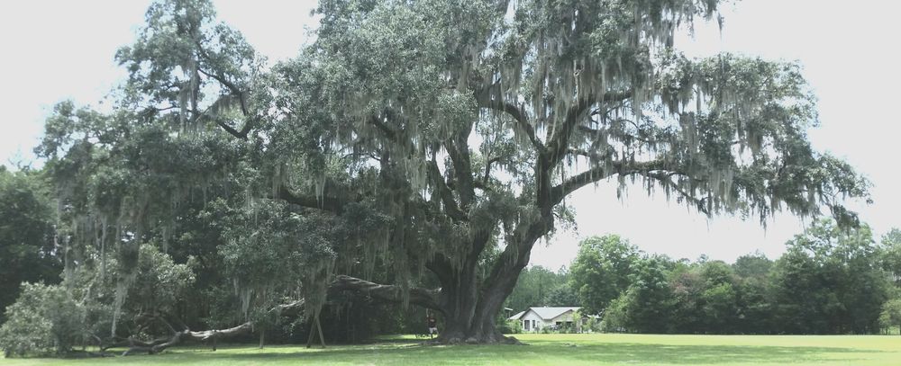 Landscaping for Landscape Renovators Inc. Michael Bombly in Lecanto, FL