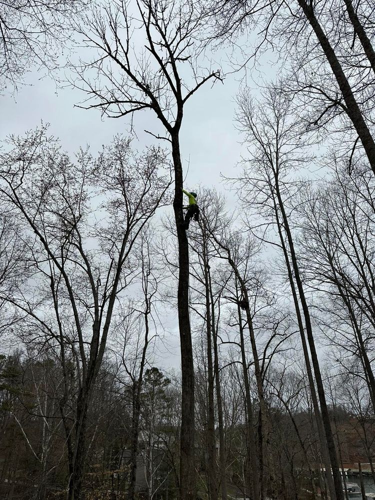 Tree Removal for Complete Care in Cumberland Gap, TN