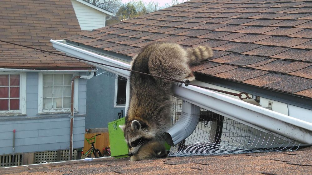Our Residential Wildlife Control service safely and humanely removes unwanted wildlife from your property, protecting your home from damage and ensuring peace of mind while preserving local biodiversity. for Toppers Wildlife Removal in Garland, TX