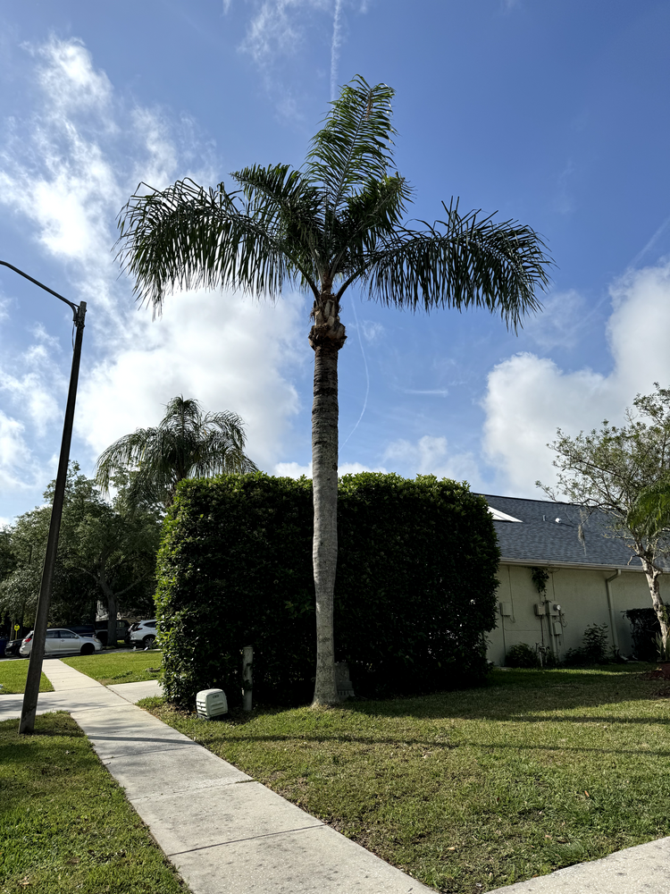 All Photos for Elevation Tree Service in Holiday, FL