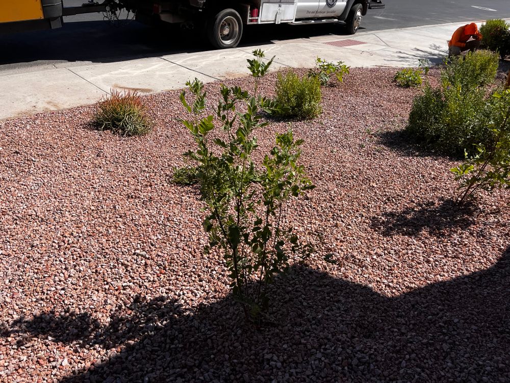 All Photos for AZ Tree & Hardscape Co in Surprise, AZ