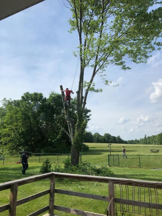 Tree Removal for Merriman's Tree Service in Nineveh,  IN