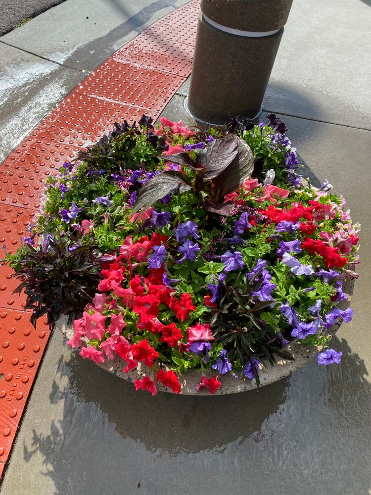 All Photos for Ecogreen Landscape in Denver, CO