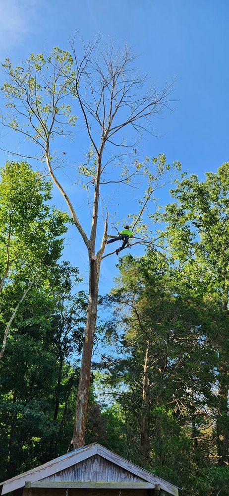 All Photos for Lightning Tree Service in Corydon, IN