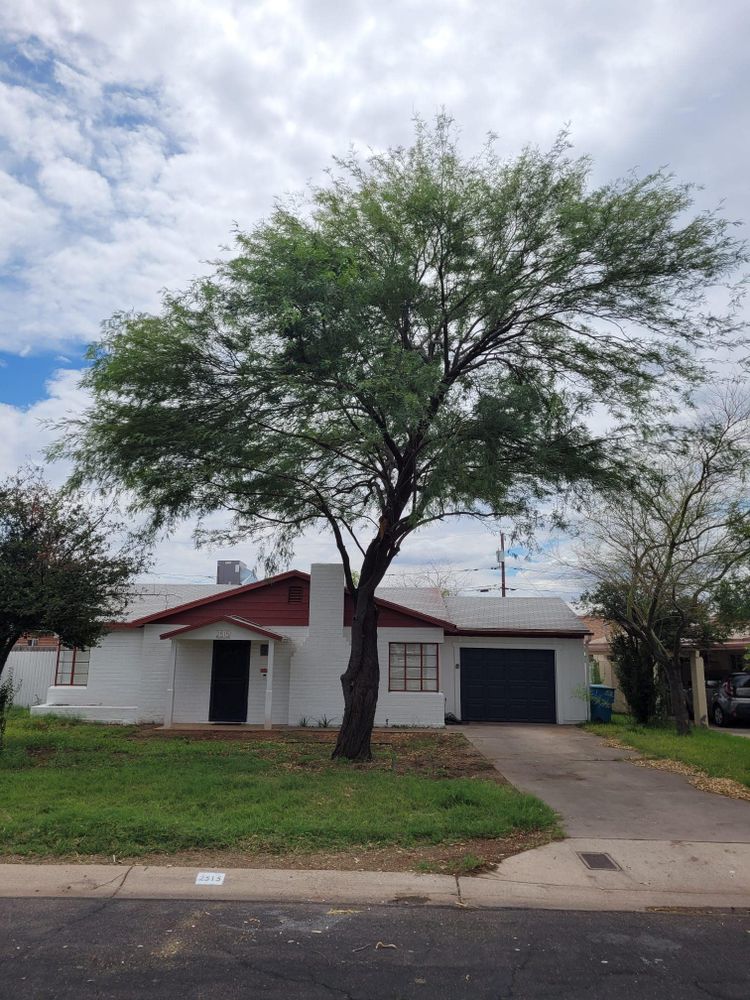 Tree Removal for Loya's Tree Trimming and Removal in Glendale, AZ