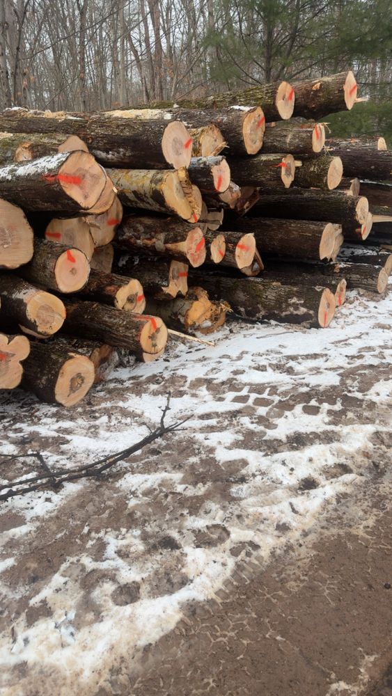 Timber Sales for Lovenguth Logging and Tree Service in West Monroe, NY
