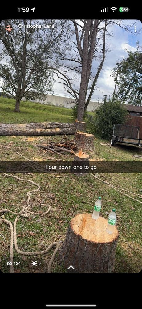 All Photos for Morace Tree Service in Natchez,,  MS