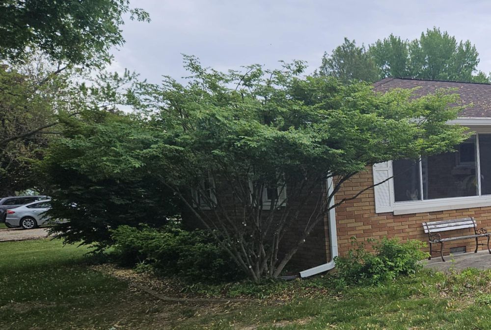 Pruning & Trimming & Shaping for Highborn Tree Service in Wheatfield, IN