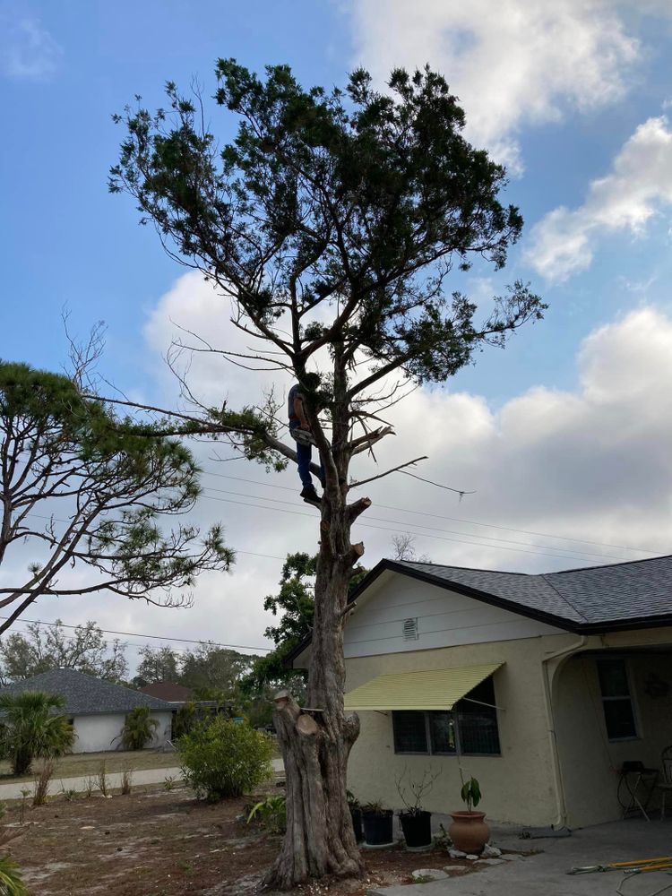 All Photos for Lemon Bay Tree Service  in Englewood, FL