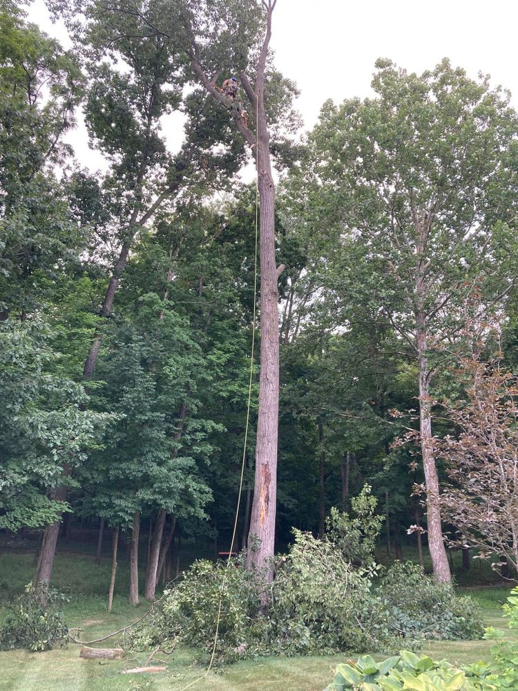 All Photos for Summit Tree Care LLC in Fort Wayne, IN