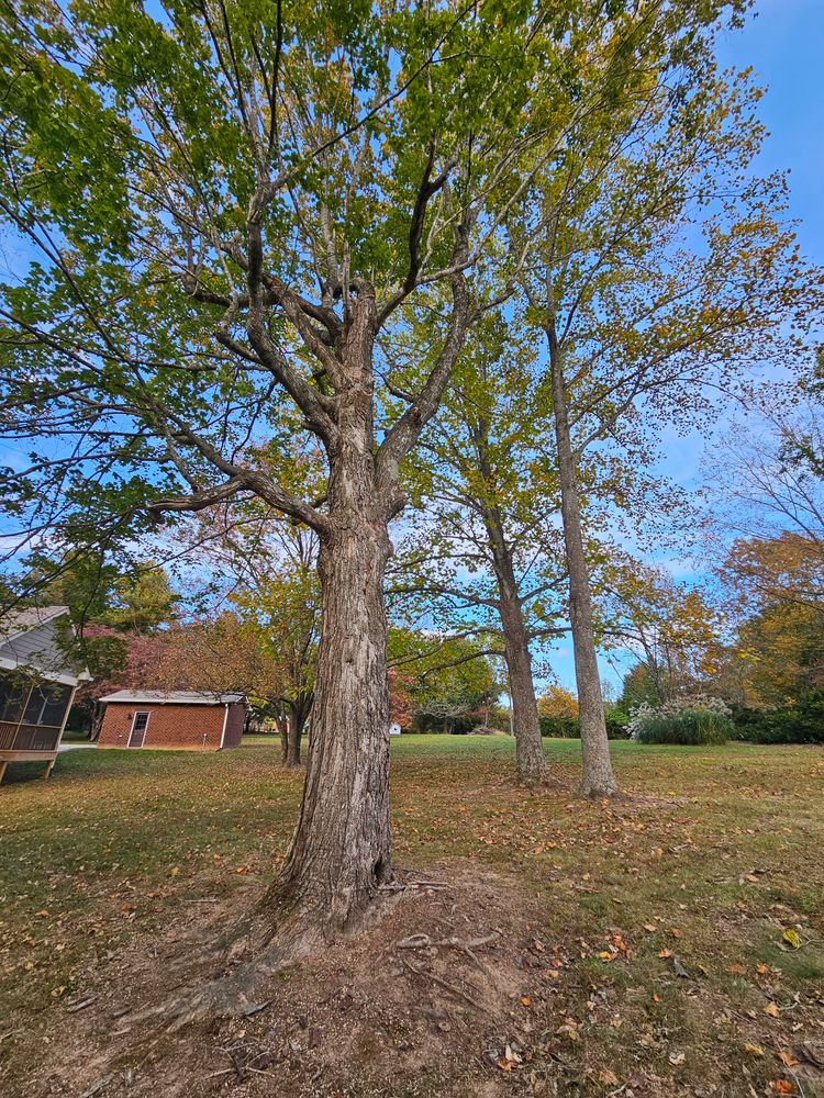 Tree Trims for Affordable Tree Service TN in White House, TN