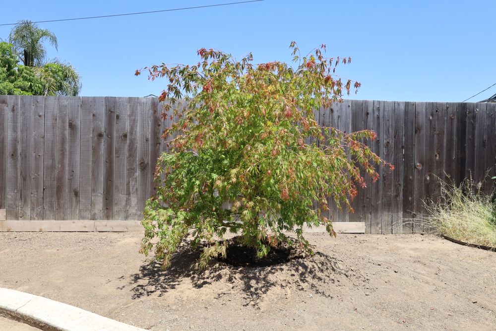 Thoughtful tree planting combines knowledge and understanding of trees and the requirements necessary to be their best without causing damages, hassles, and frustration. for ARKADIA in Orange County, CA