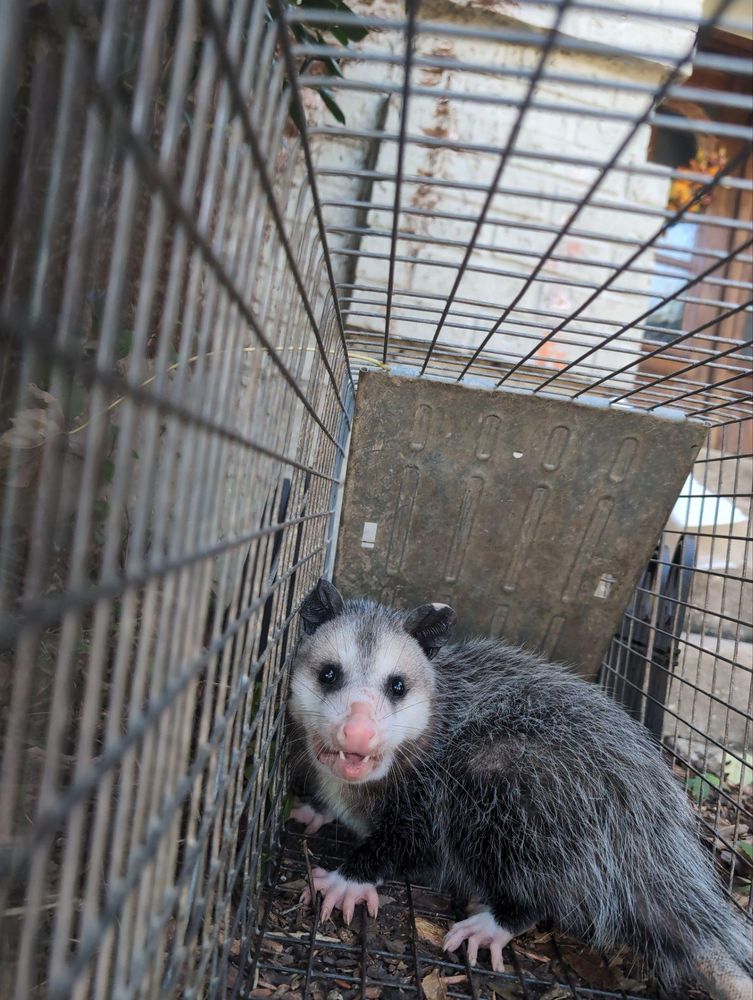 All Photos for Topper's Wildlife Removal in Garland, TX