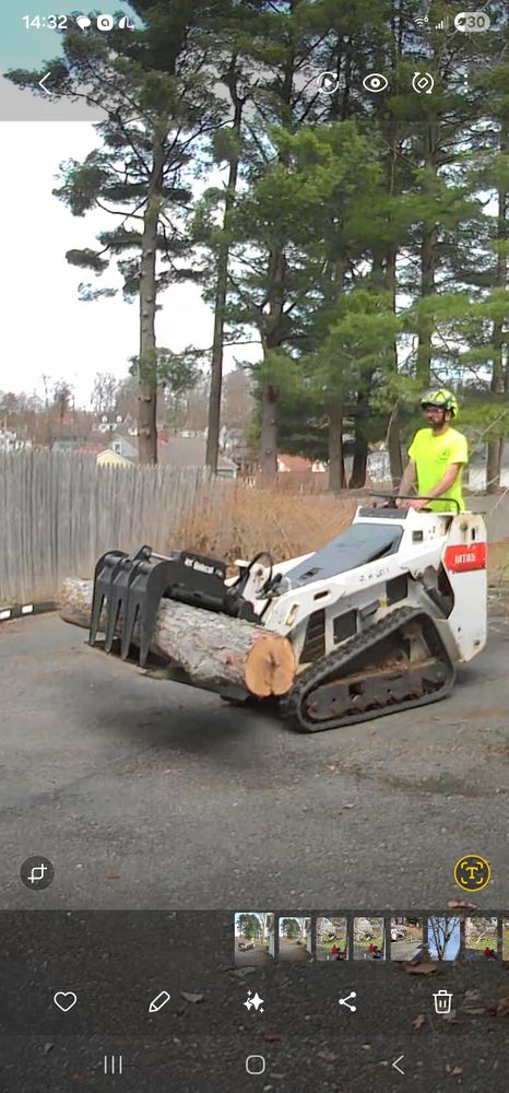 Tree Removal for Licensed to Cut Tree Service in Athens, PA