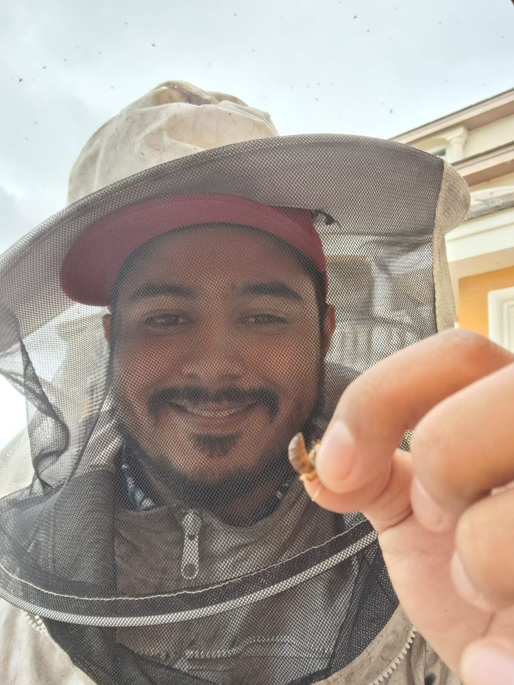 Large honeycomb inspection
