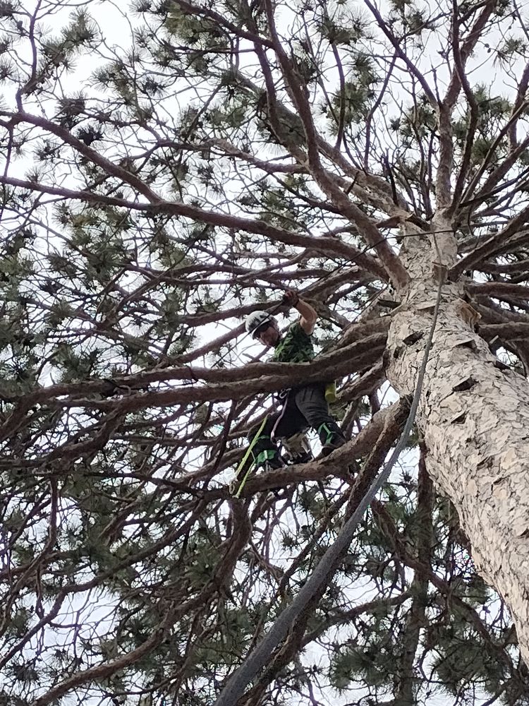 Tree Removal for Dan's tree service in Bemidji, MN