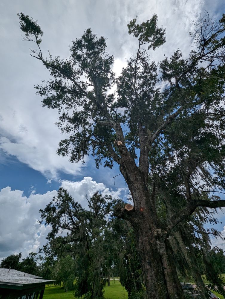 All Photos for Regal Tree Service and Stump Grinding in Wauchula, FL