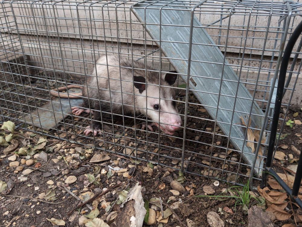 All Photos for Topper's Wildlife Removal in Garland, TX