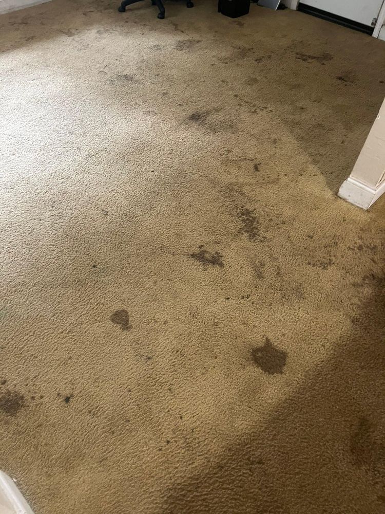 All Photos for Stain X Carpet Cleaning in Jacksonville, FL