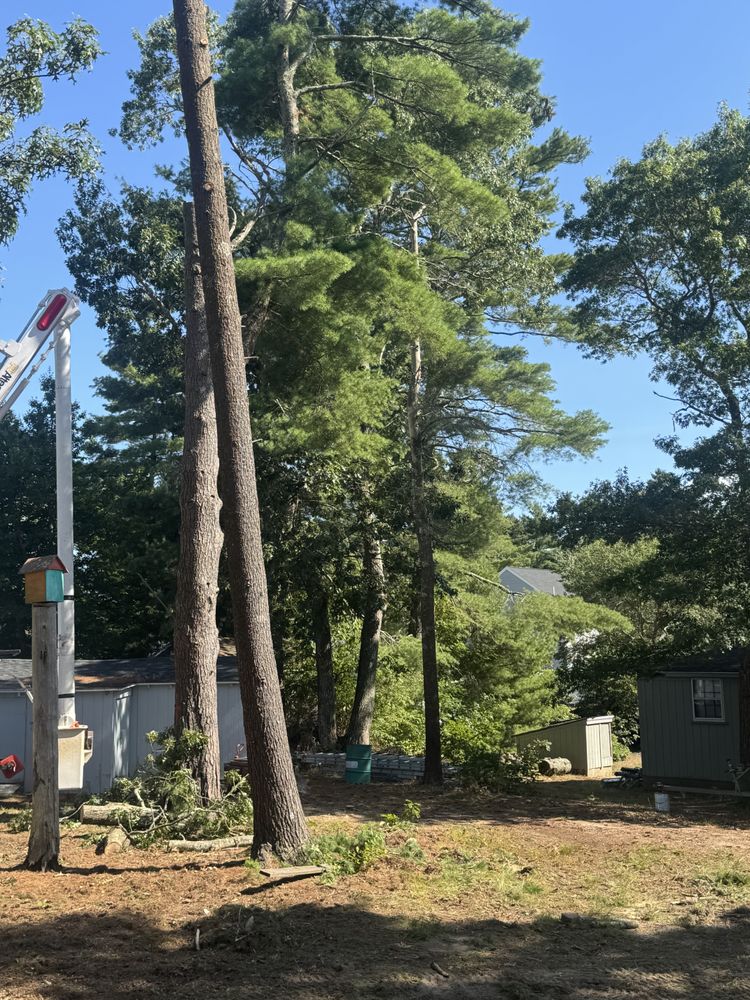 Tree Removal for Robery's Tree Service in West Wareham, MA