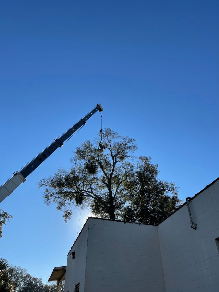 All Photos for Elite Tree & Landscape Services LLC in St. Augustine, FL