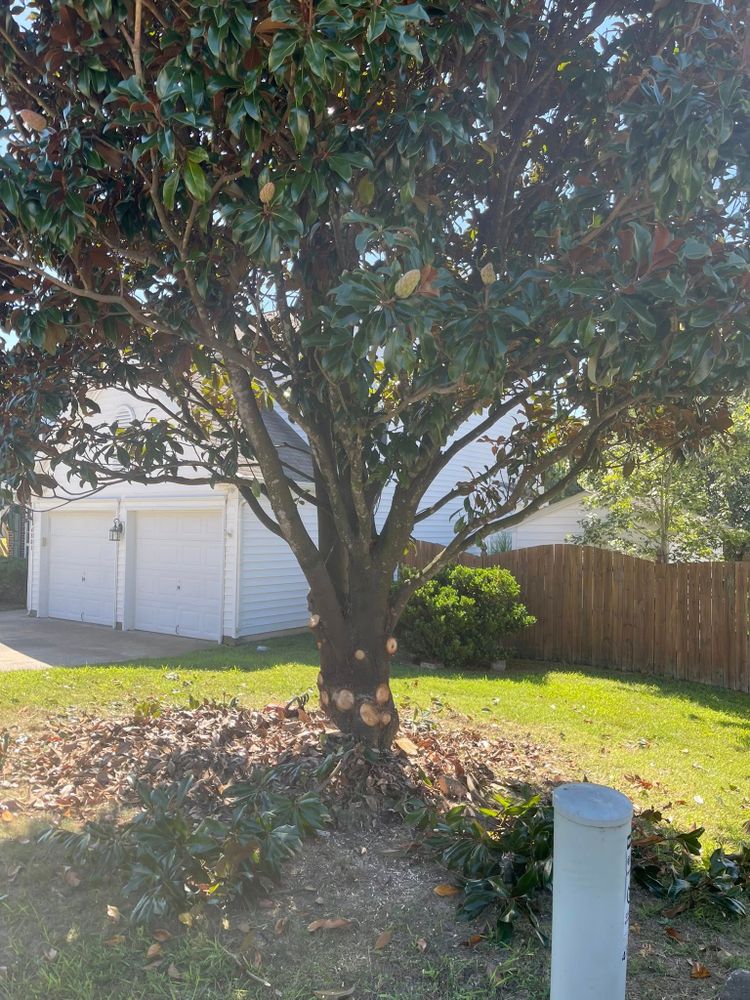 All Photos for J&J Tree Services in Raleigh, NC