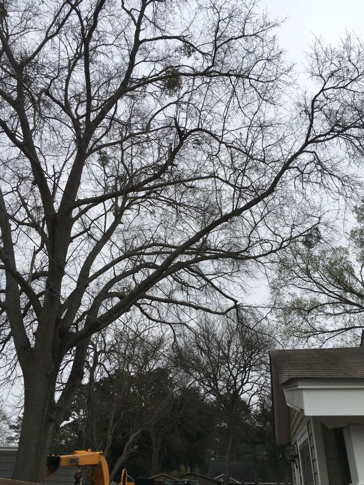 Tree Removal for Tucker's Tree Service and Stump Grinding in Lugoff, SC