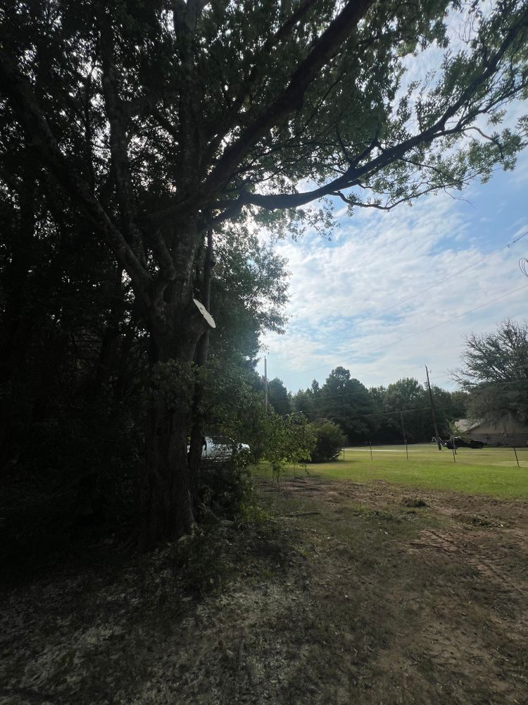All Photos for Best Price Tree Service in Hallsville, TX
