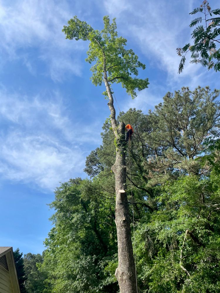 All Photos for Ace Tree Service  in Fuquay-Varina, NC