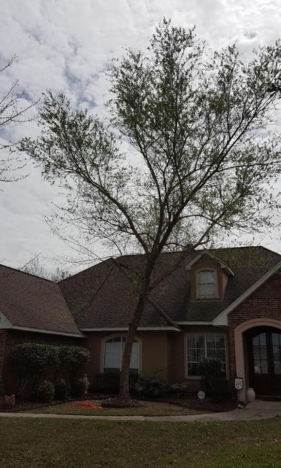 Tree Removal for David's Tree Service in Slidell, LA