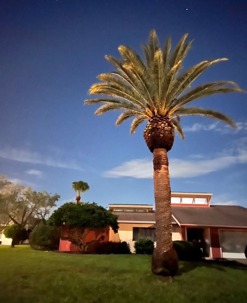 All Photos for Freedom Tree Pros in Melbourne, FL