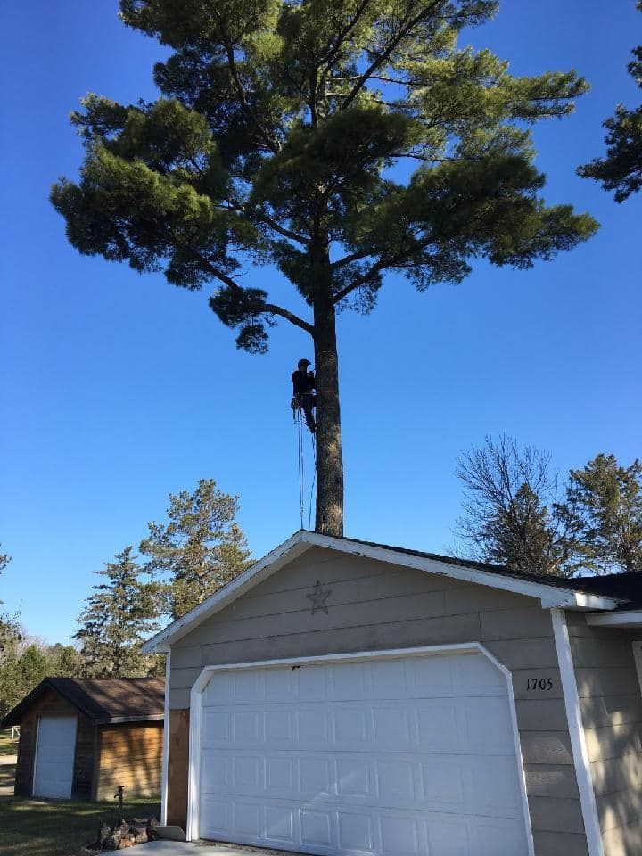 All Photos for Wenzels Tree Service LLC  in Bemidji, MN