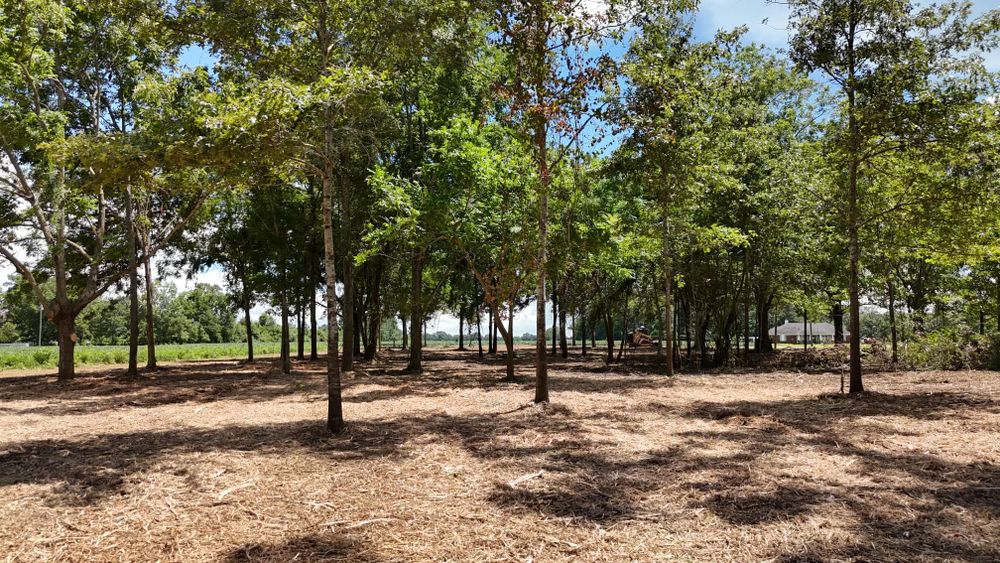 Our Forestry Mulching service efficiently clears overgrown land, turning unwanted vegetation into beneficial mulch. Ideal for site preparation and landscape enhancement, it promotes healthy soil while minimizing environmental impact and preserving desirable trees. for Conway Land Management LLC in Chatom, AL