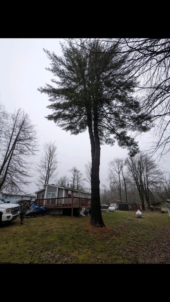 All Photos for Lovenguth Logging and Tree Service in West Monroe, NY
