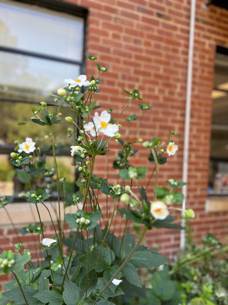 All Photos for Christina King Landscape Design in West Raleigh, NC