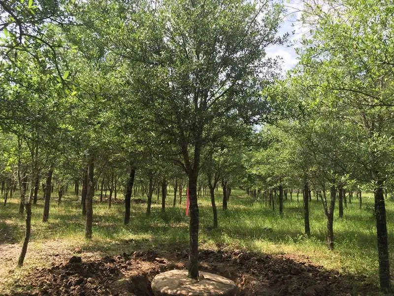 Our Tree Installs service expertly plants and ensures the healthy growth of trees on your property, enhancing beauty, providing shade, and increasing home value with professional care and attention. for Galt Landscape Company in Canton, GA