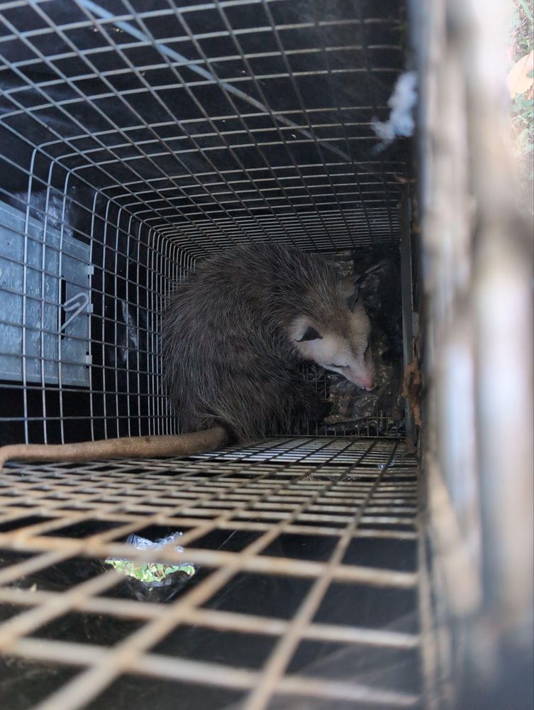 All Photos for Topper's Wildlife Removal in Garland, TX