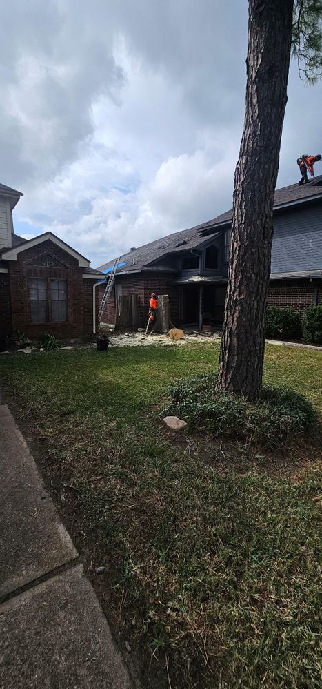 All Photos for Servin's Tree Care  in Houston, TX