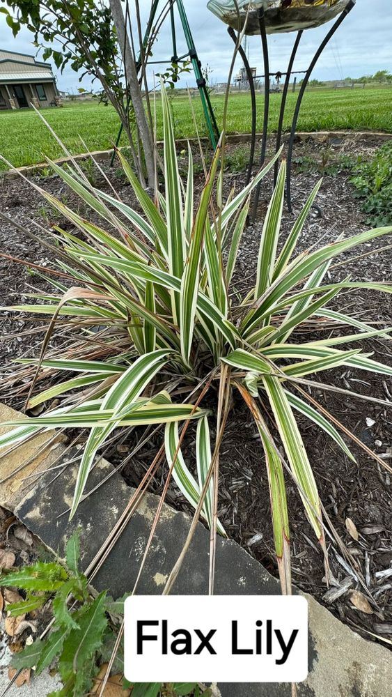 All Photos for CRM Palm & Landscaping in Rockport, TX