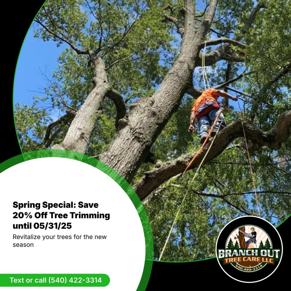 All Photos for Branch Out Tree Care LLC in Fredericksburg, VA