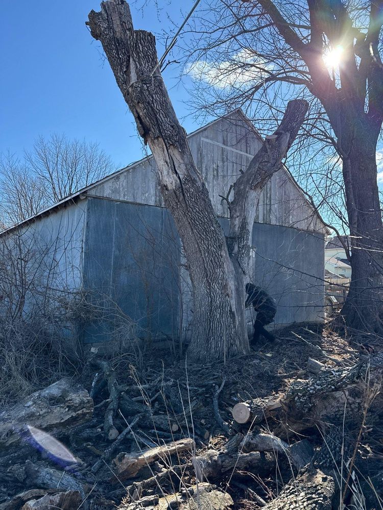 All Photos for Fransen's Tree Service  in Freeport, IL