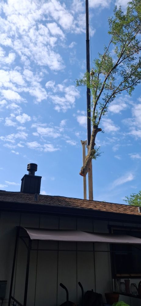 All Photos for Daniel Hickey’s Tree Service in DeLand, FL