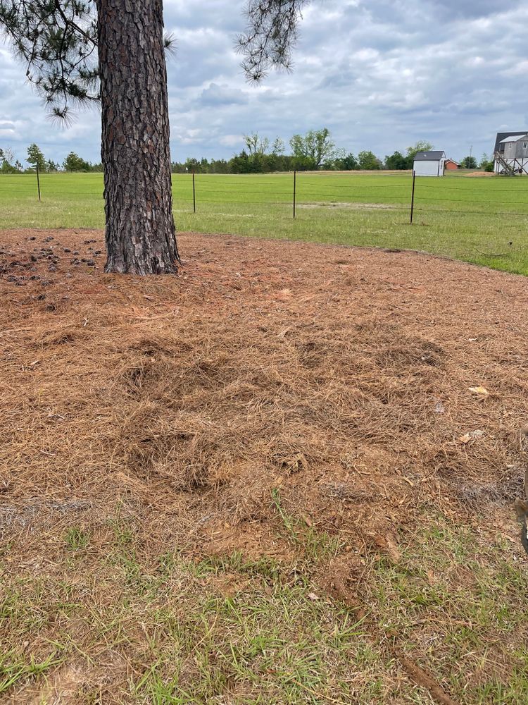 All Photos for MJB’s Stump Grinding LLC in Tennille, GA