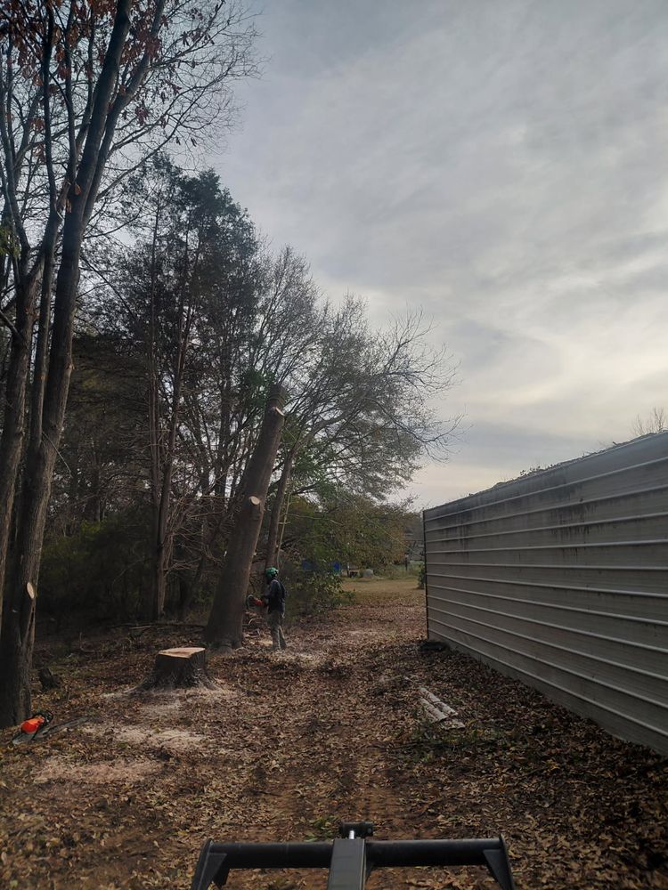 All Photos for MTJ Tree Removal LLC in Zebulon, NC